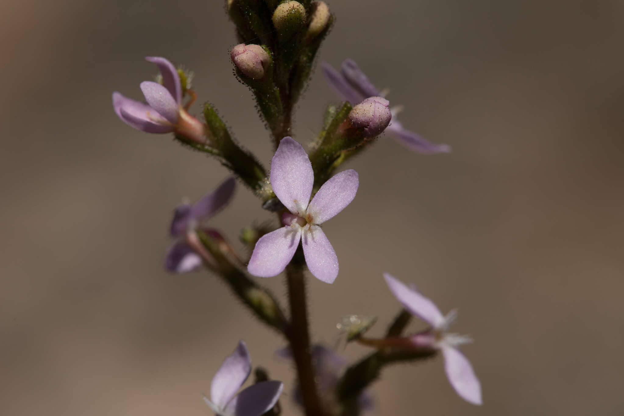 Image of Stylidium graminifolium Sw. ex Willd.