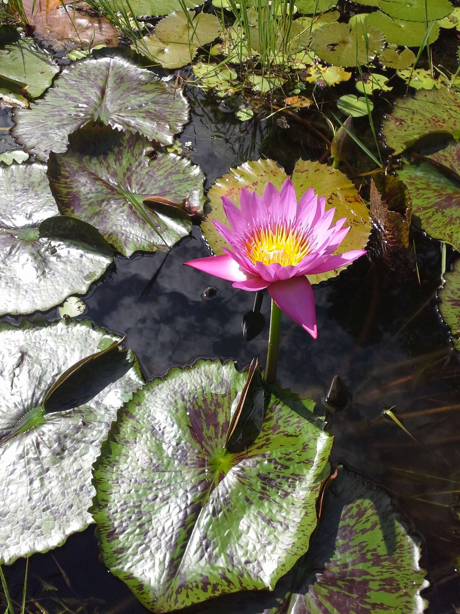 Image de Nénuphar bleu