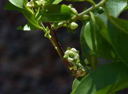 Sivun Diospyros sylvatica Roxb. kuva