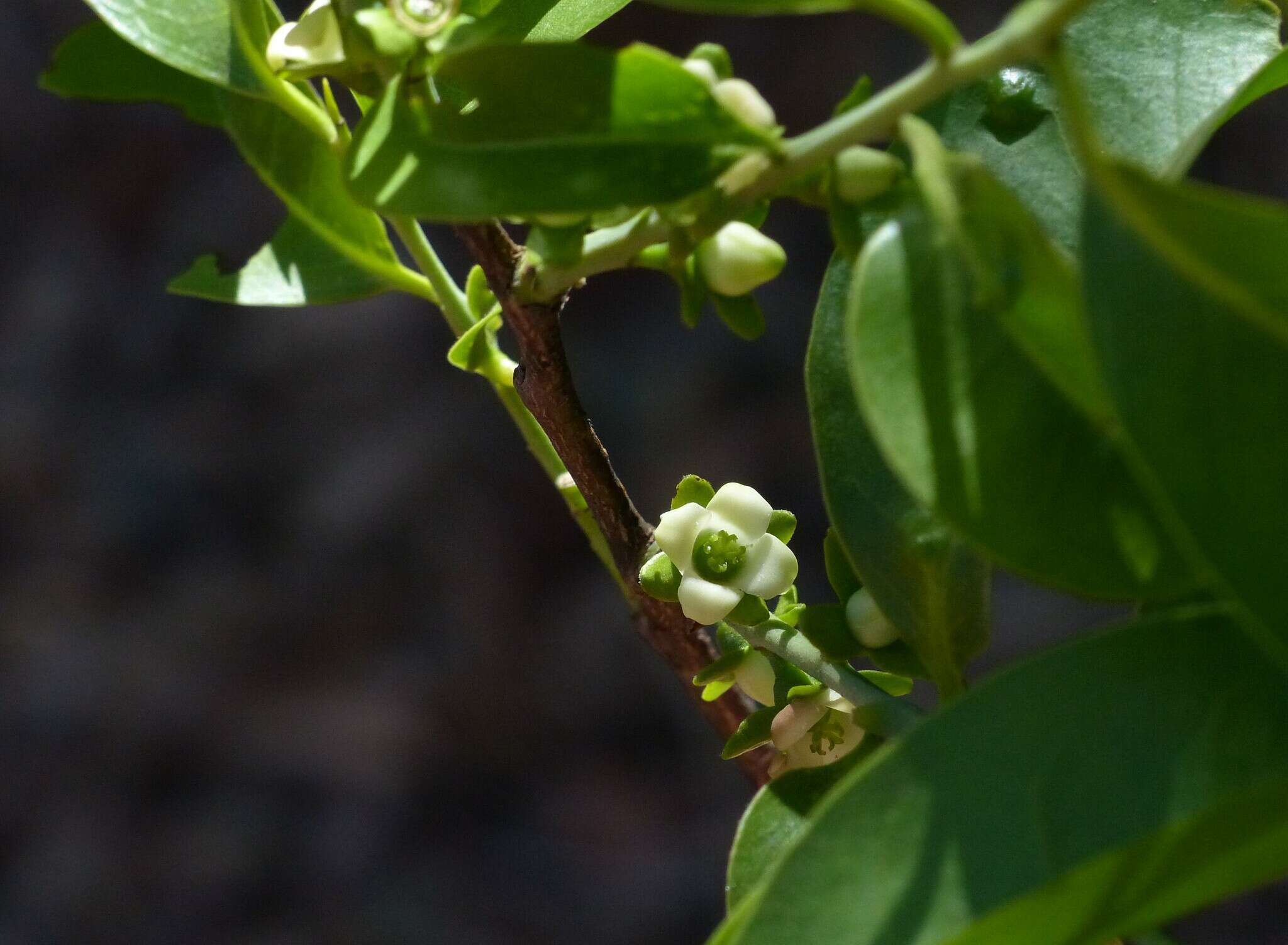 Image de Diospyros sylvatica Roxb.