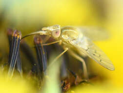 Image of Poecilognathus sulphureus