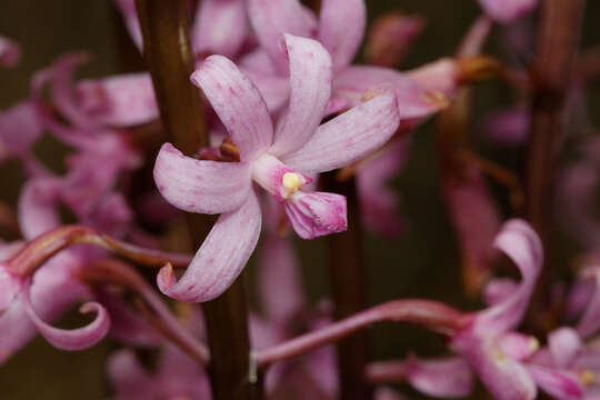 Imagem de Dipodium roseum D. L. Jones & M. A. Clem.