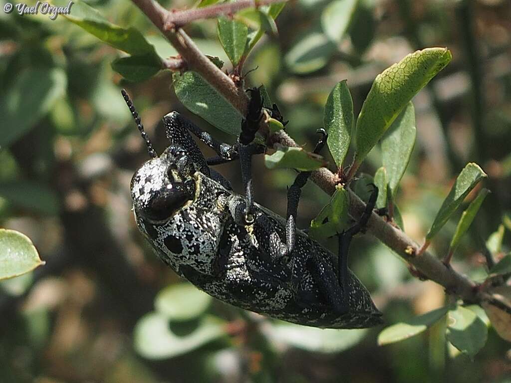 Image of Capnodis cariosa (Pallas 1776)