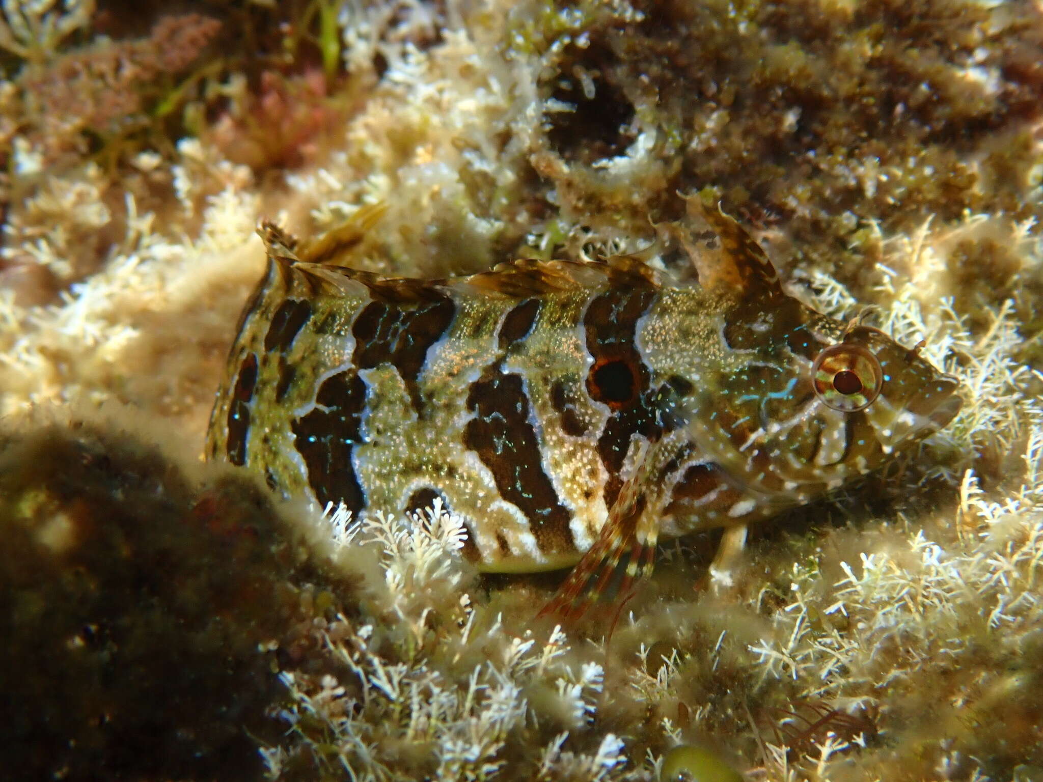 Image de Gibbonsia elegans (Cooper 1864)