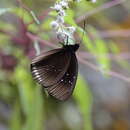 Image of Euploea goudotii Boisduval 1833