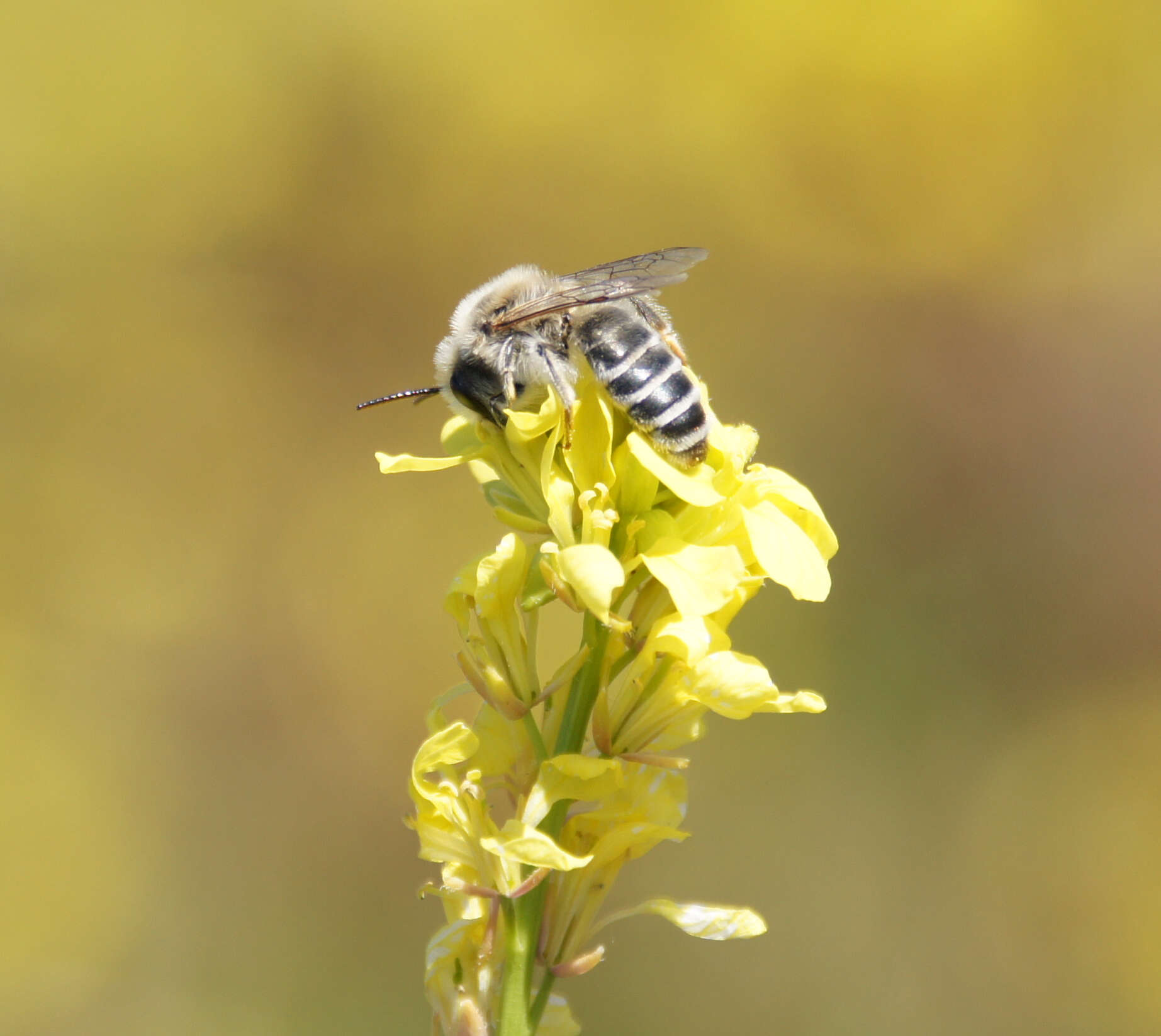 Image of Andrena savignyi Spinola 1838