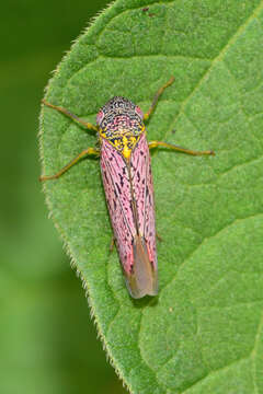 Imagem de Apogonalia germana (Fowler 1899)