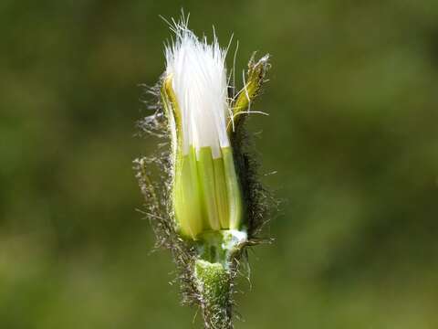 Image de Crepis jacquinii Tausch