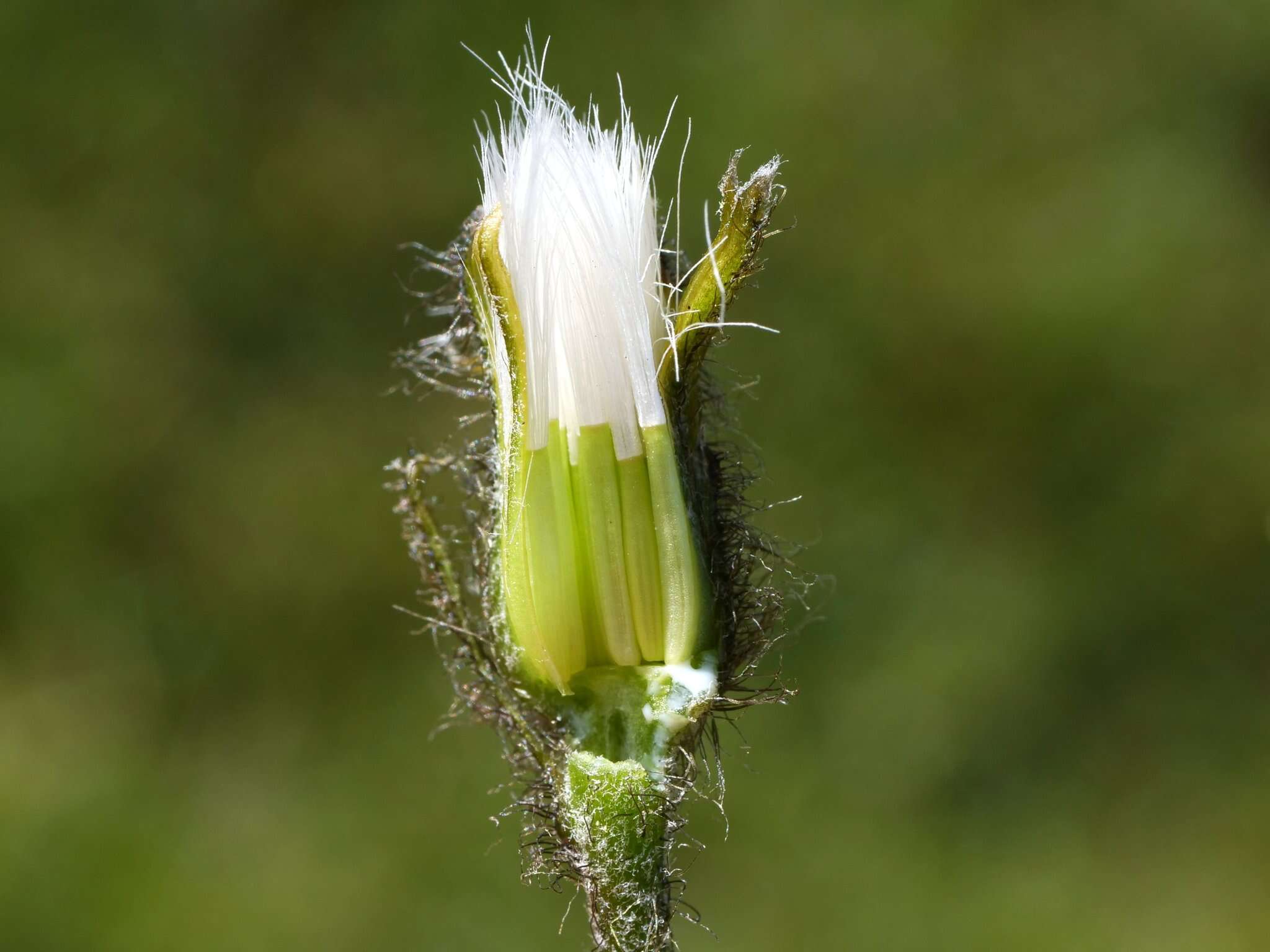 Image of Crepis jacquinii subsp. kerneri (Rech. fil.) Merxm.