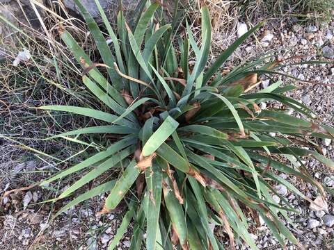 Plancia ëd Iris pallida subsp. illyrica (Tomm. ex Vis.) K. Richt.