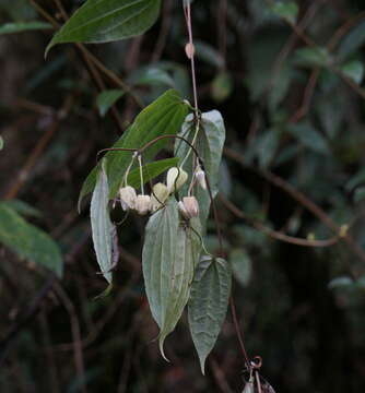 Image of Clematis henryi Oliv.