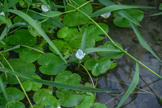 Image of Hydrocharis dubia (Blume) Backer