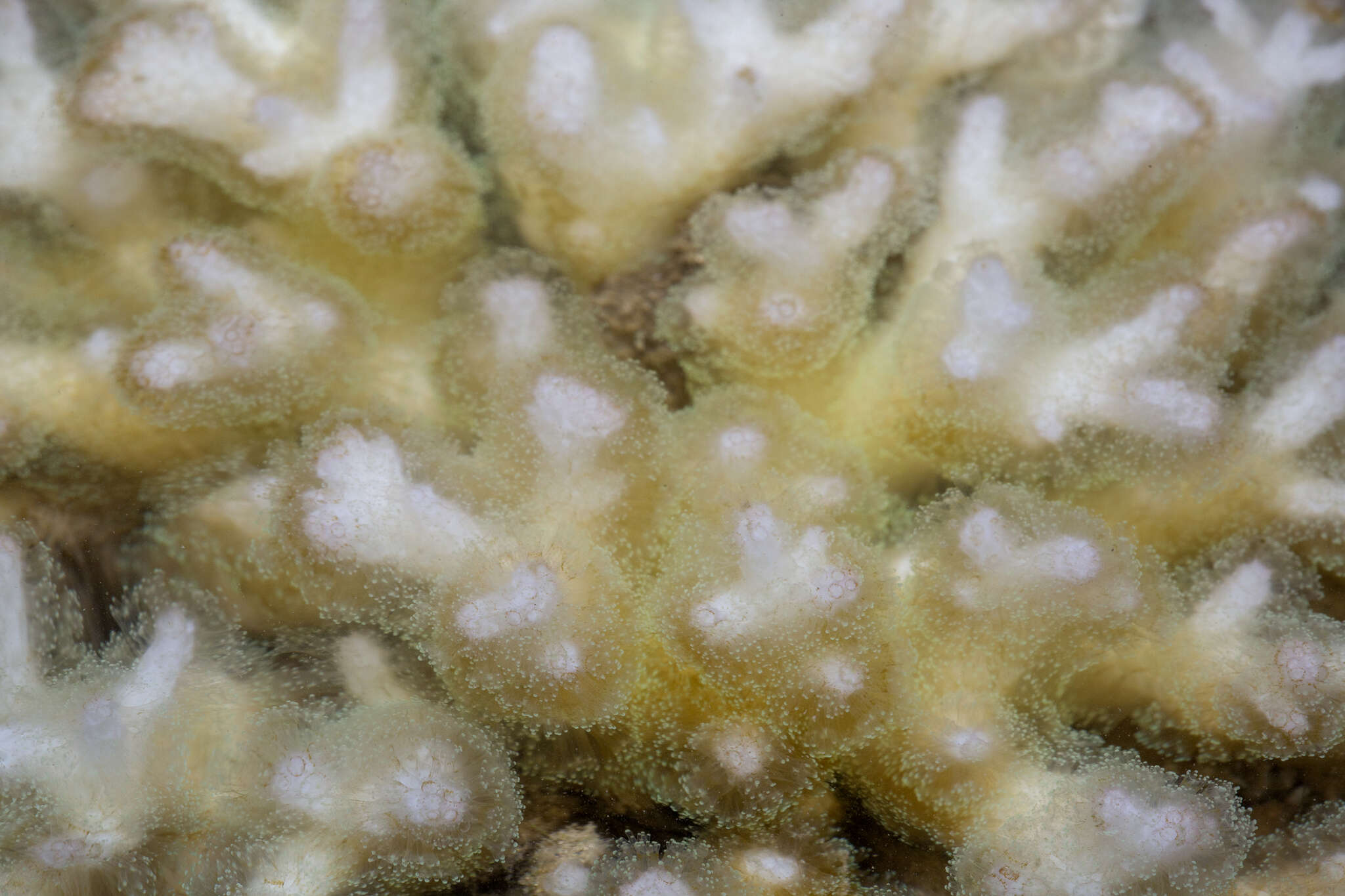 Sivun Pocillopora damicornis (Linnaeus 1758) kuva