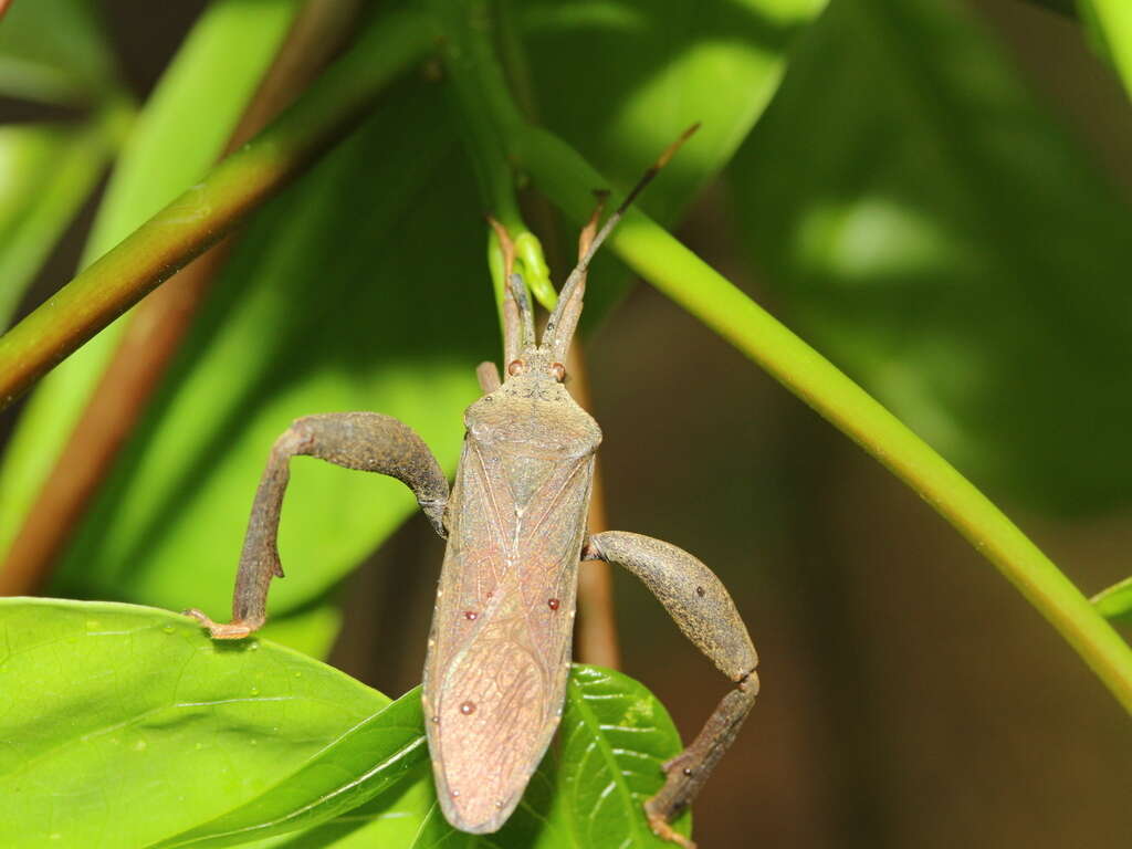 Image of Pseudomictis obtusispinus Xiong 1987