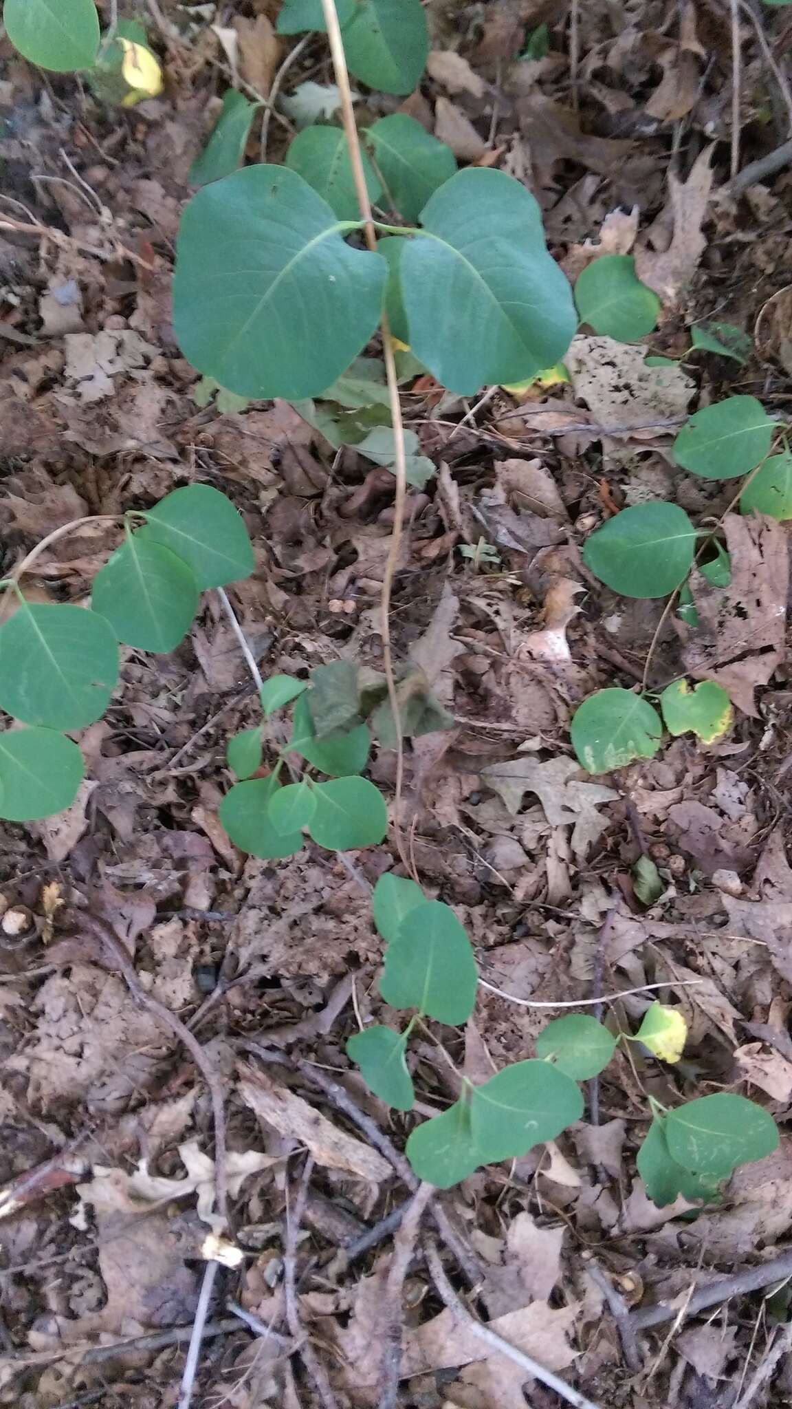 Image of grape honeysuckle