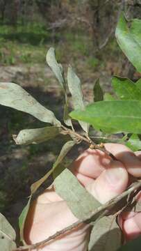 Image of Bluejack Oak