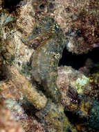 Image of Common seahorse