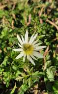 Image of Anemone decapetala Ard.