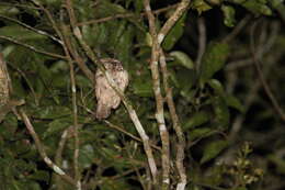 Image of Horsfield's Frogmouth