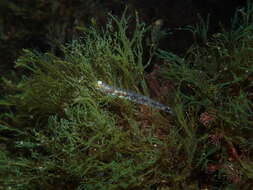 Image of Ferrer's Goby