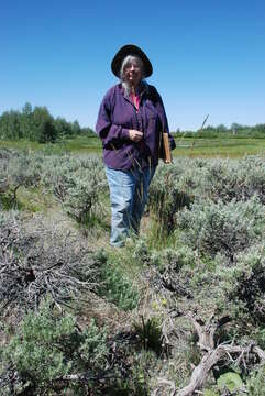 Image of rough fescue