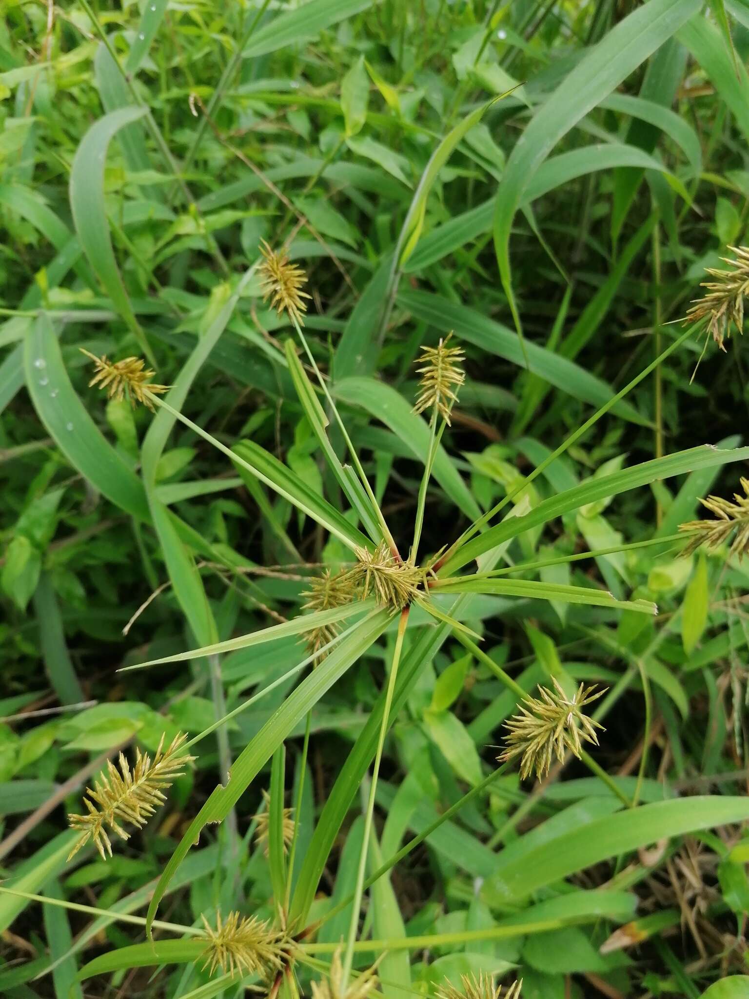 Слика од Cyperus hermaphroditus (Jacq.) Standl.