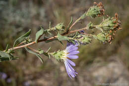 Image of western meadow aster