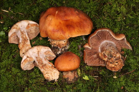 Image of Cortinarius quercophilus Y. Lamoureux, Lebeuf, A. Paul & J. Landry