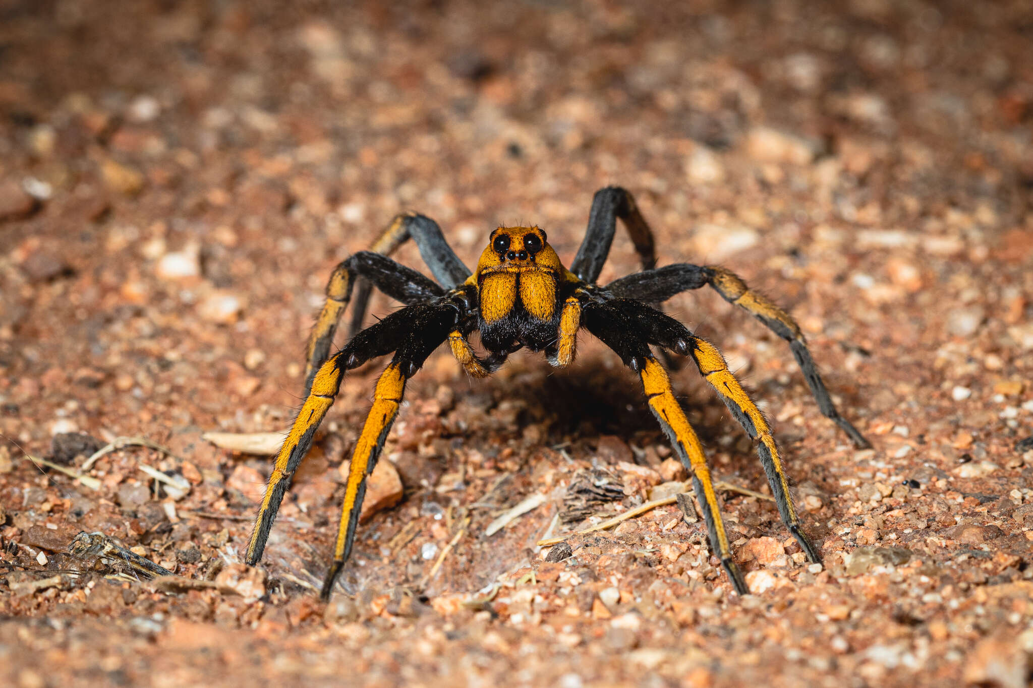 Image of Hoggicosa bicolor (Hogg 1906)