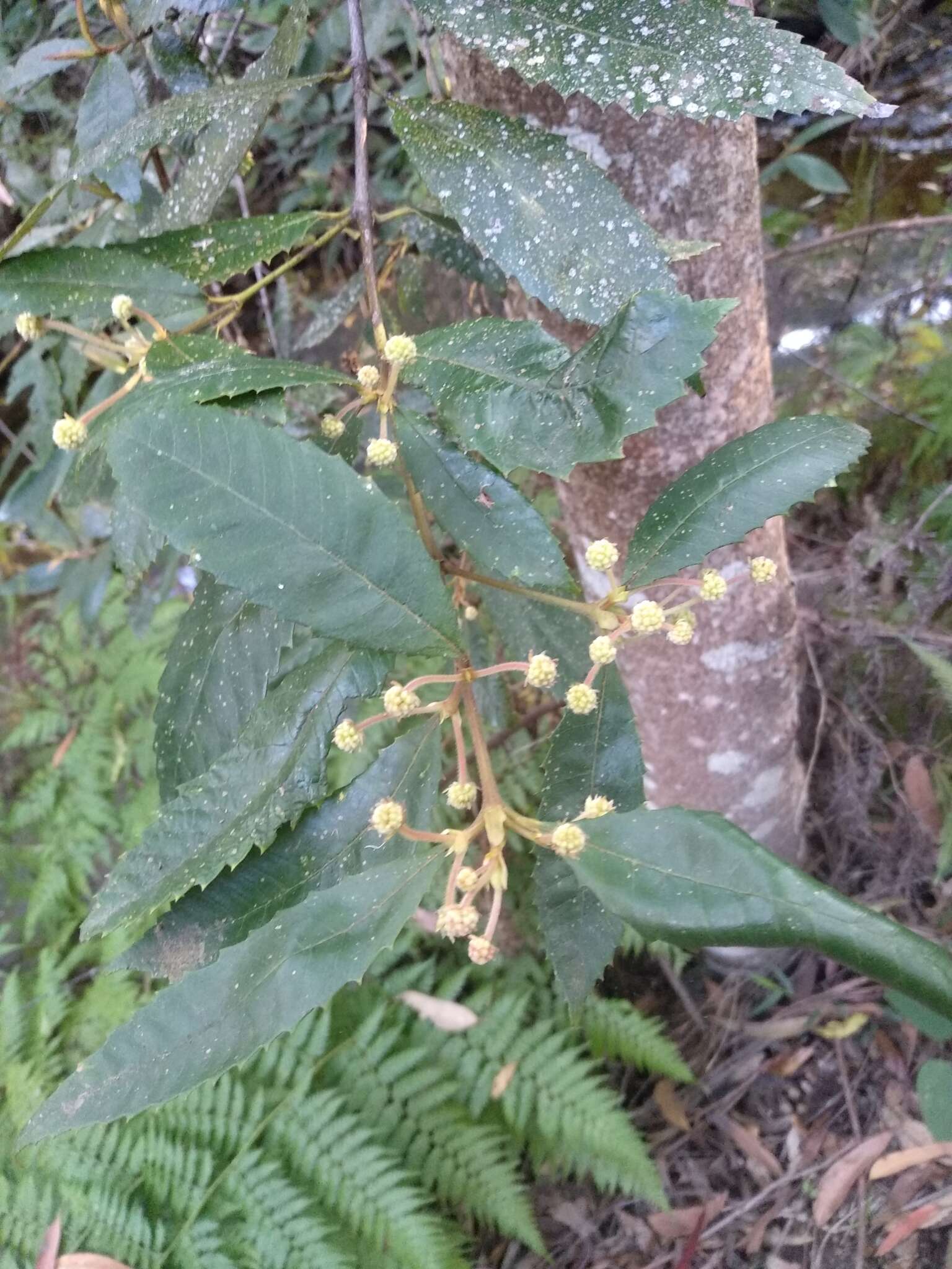 Image of black wattle