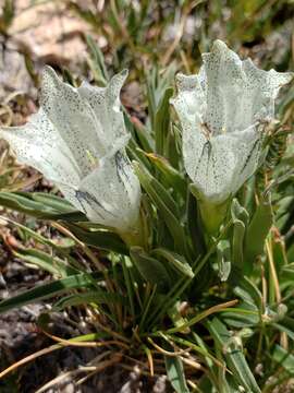 Image of arctic gentian