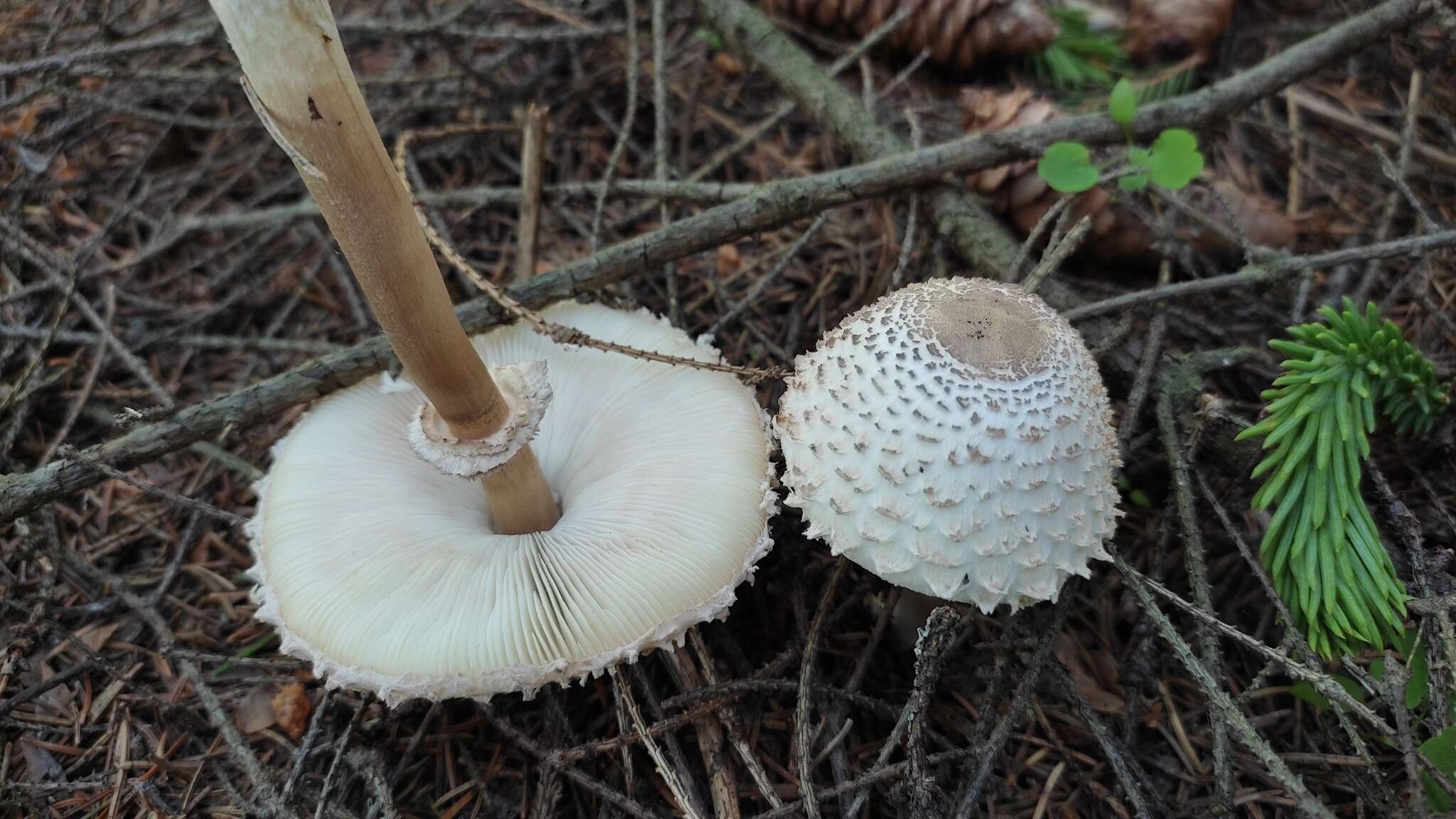 Слика од Leucoagaricus nympharum (Kalchbr.) Bon 1977