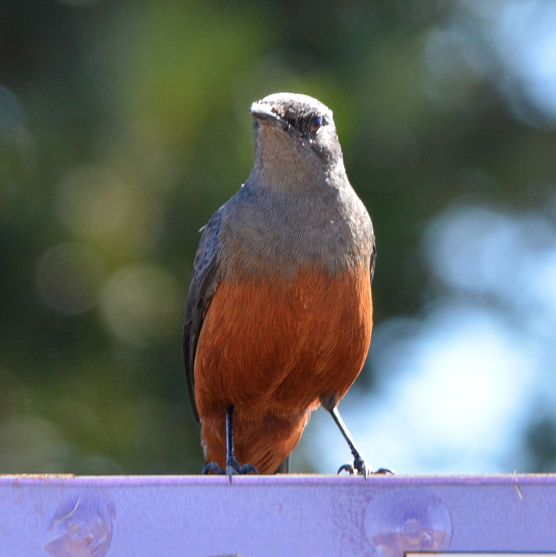 Image of Thamnolaea Cabanis 1851