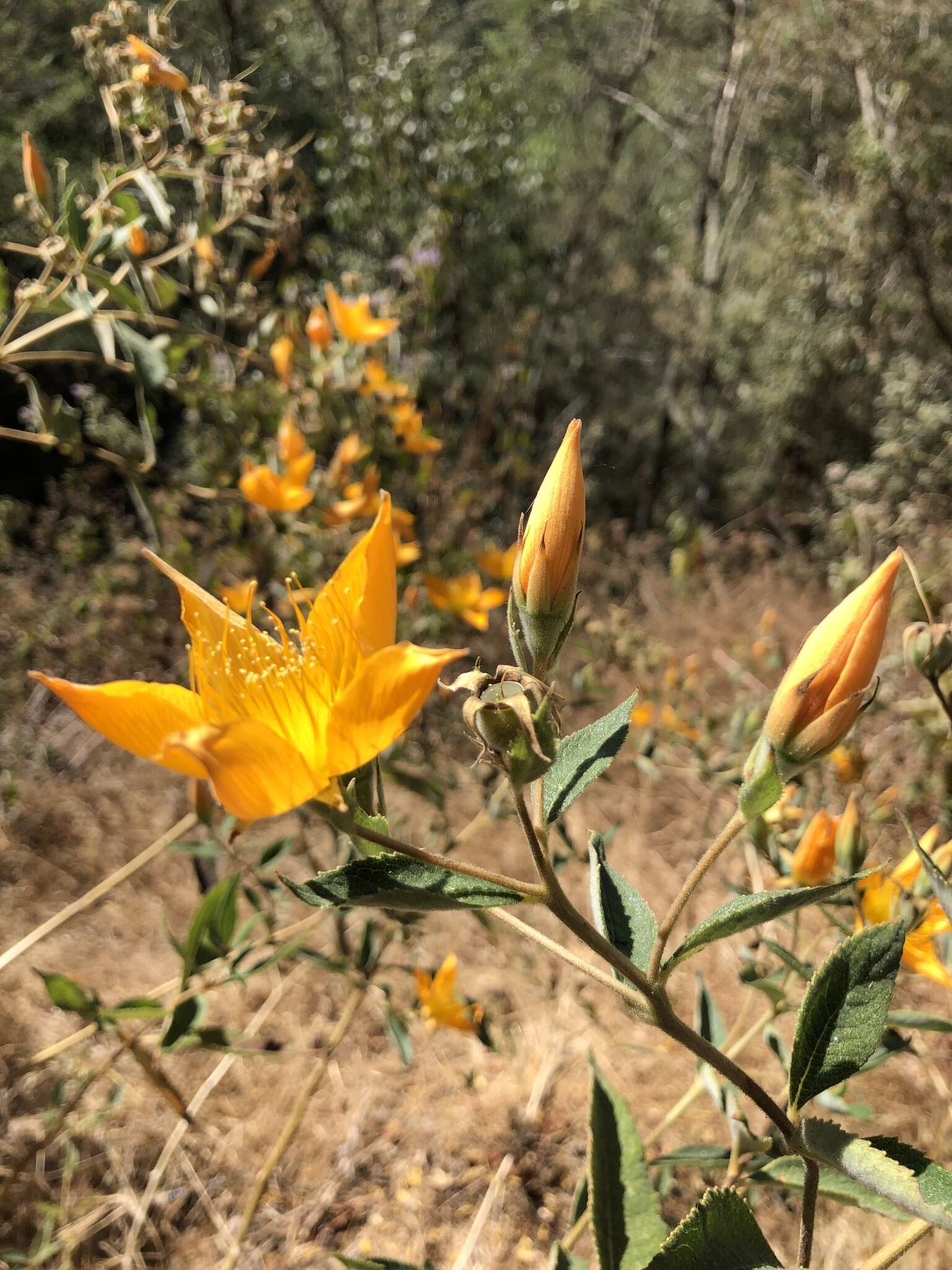 Image of Mentzelia arborescens Urban & Gilg