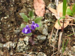 Sivun Scutellaria tuberosa Benth. kuva