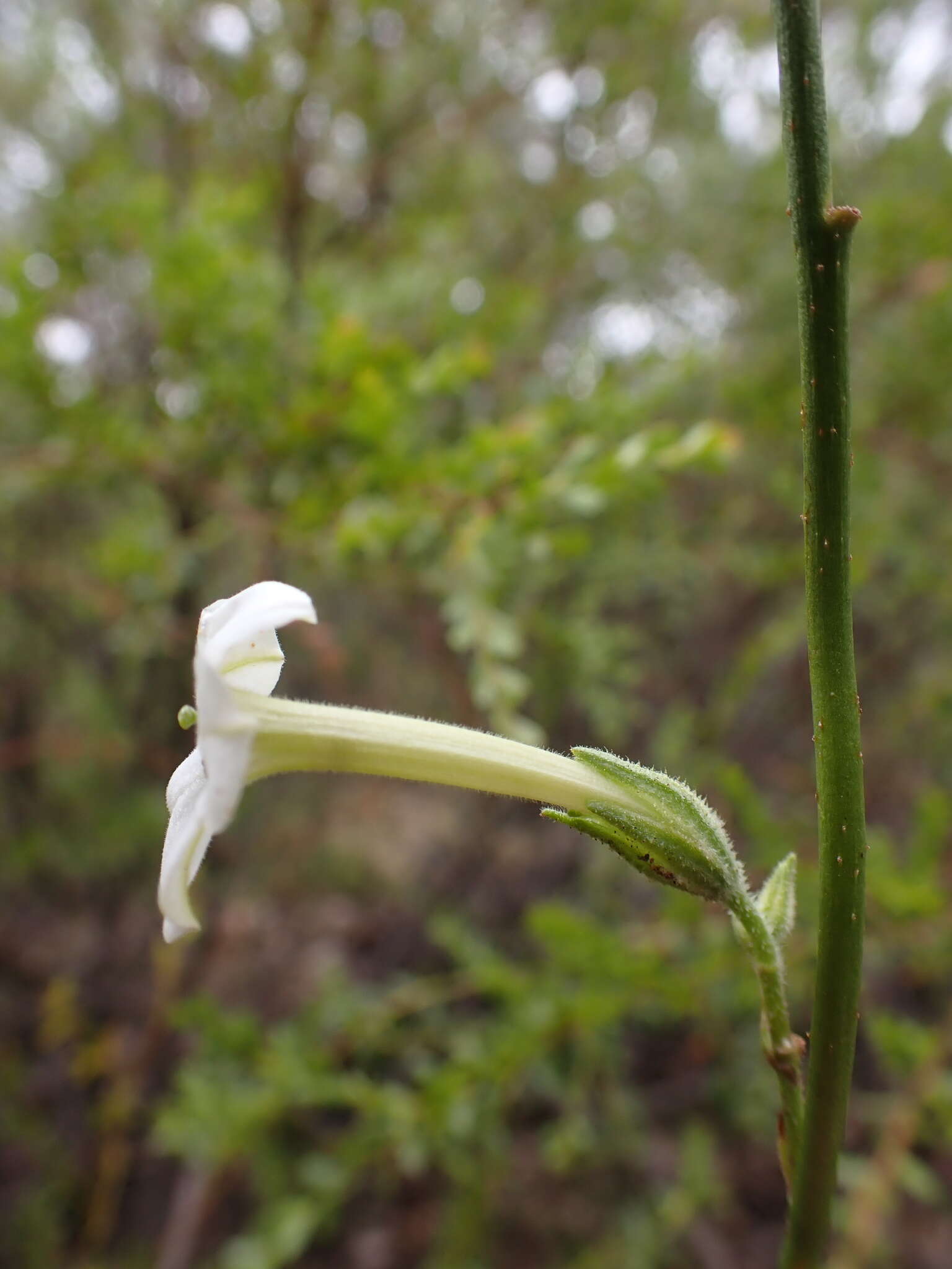 صورة Nicotiana suaveolens Lehm.