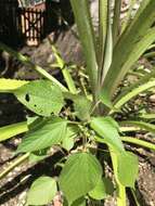 Image de Acalypha alopecuroidea Jacq.