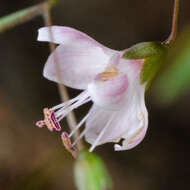 Image of smallflower dwarf-flax