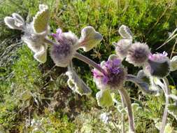 Image of horehound