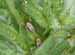 Image of spear thistle lacebug