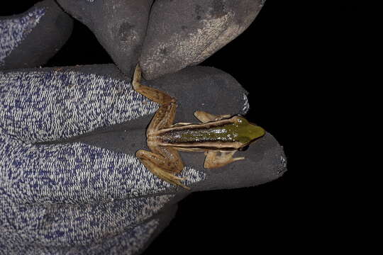 Image of Taipei frog