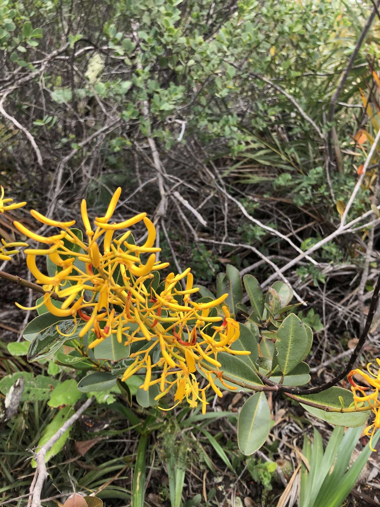 Imagem de Vochysia obovata Stafleu