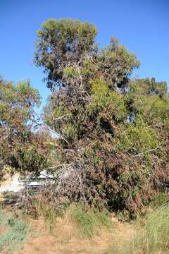 Plancia ëd Eucalyptus albopurpurea (Boomsma) D. Nicolle