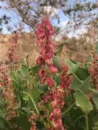 Rumex cyprius Murb. resmi