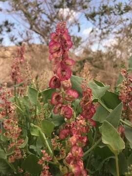 Rumex cyprius Murb. resmi