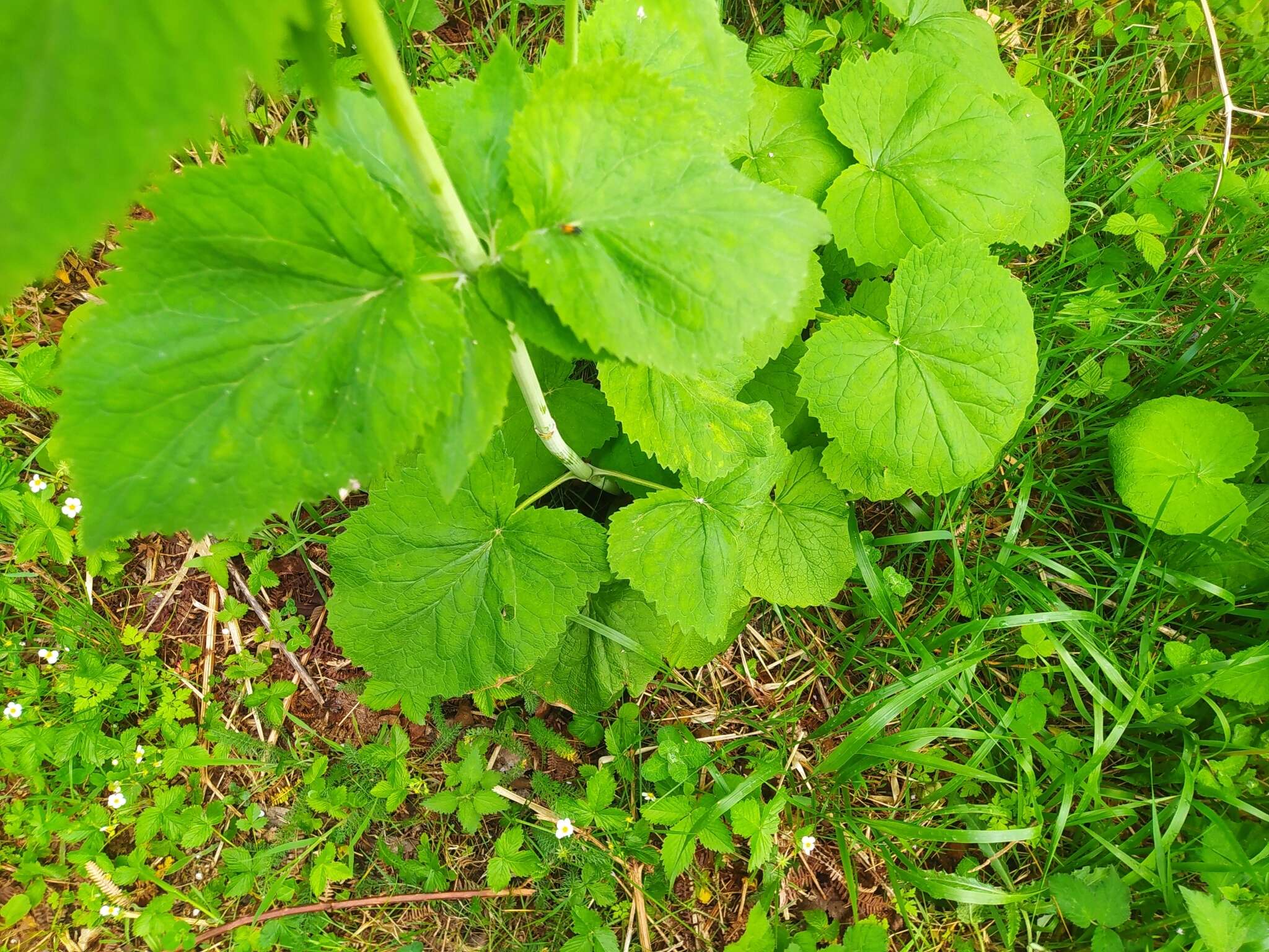 Image of Valeriana pyrenaica L.