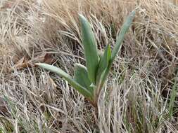 Rumex venosus Pursh的圖片