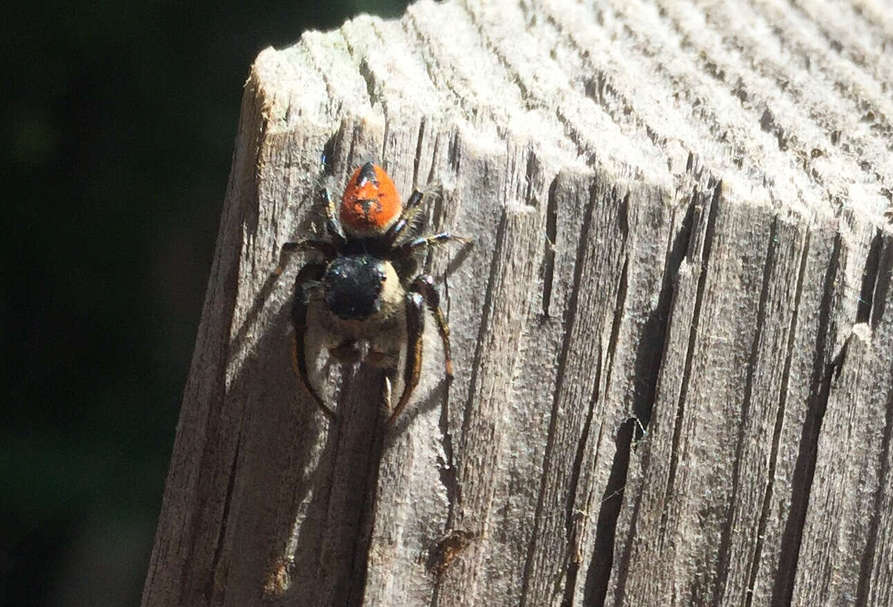 Image of Phidippus insignarius C. L. Koch 1846