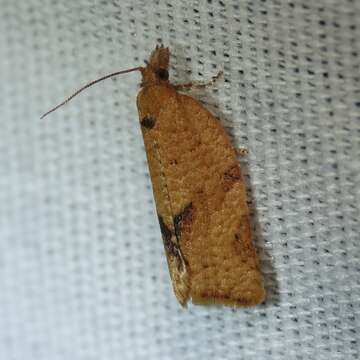 Image of Orange Tortrix