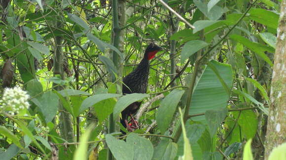 Image de Pénélope de Cauca